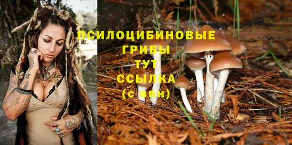 крисы Аркадак